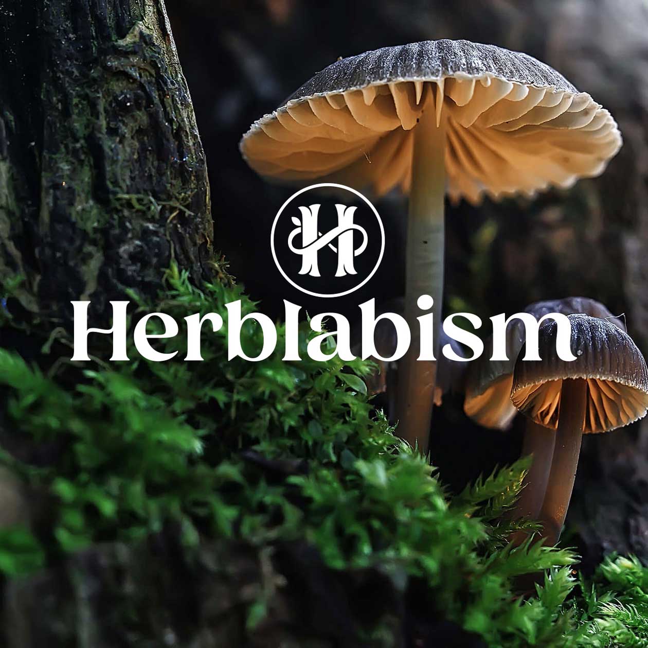 Herblabism Wordmark and Monogram by Dan Forster image 2